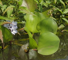 Pontederia azurea