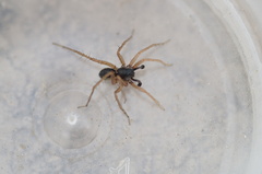 Pardosa fulvipes