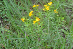 Lithospermum caroliniense croceum