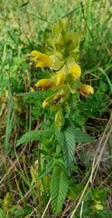 Rhinanthus pumilus