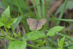 Megisto cymela cymela