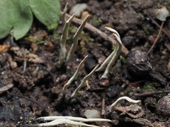 Xylaria oxyacanthae