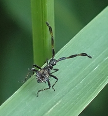 Coreus marginatus