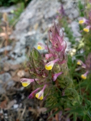 Melampyrum arvense