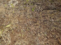 Cenchrus polystachios