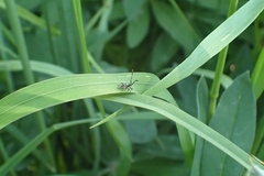 Coreus marginatus