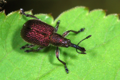 Involvulus cupreus