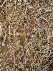 Cenchrus polystachios