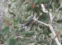 Cacomantis flabelliformis