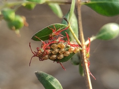 Prismatocerus prominulus