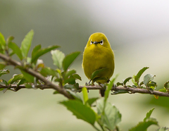 Zosterops stuhlmanni