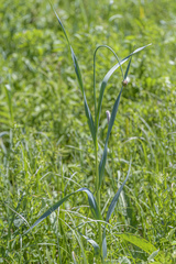 Allium obliquum