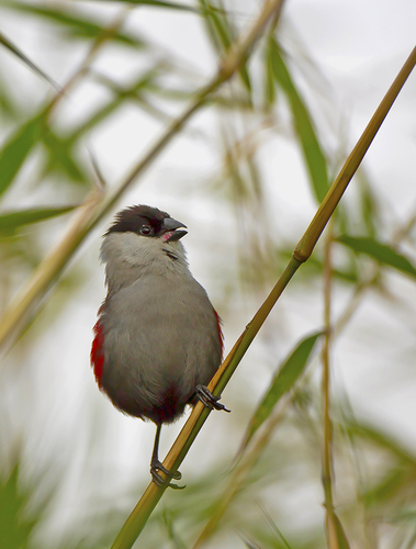 Kandt's Waxbill
