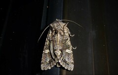 Ichneutica insignis