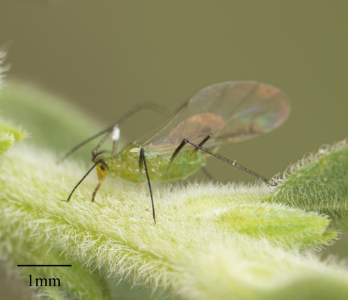 Large fleabane daisy aphid photo 2