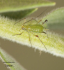 Large Fleabane Daisy Aphid - Photo no rights reserved, uploaded by Jesse Rorabaugh