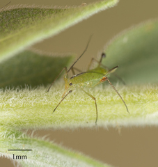 Uroleucon erigeronense