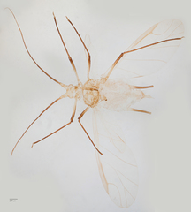 Uroleucon erigeronense