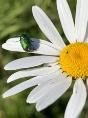 Chrysolina graminis