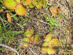 Drosera magna
