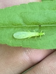 Alloperlini