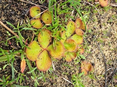 Drosera magna