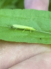 Alloperlini