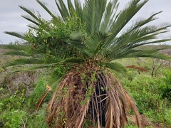 Macrozamia fraseri