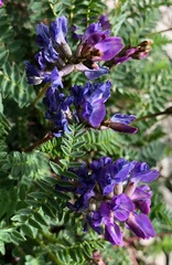 Oxytropis montana