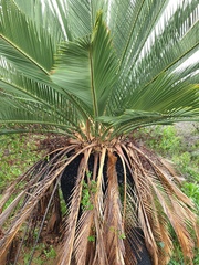 Macrozamia fraseri