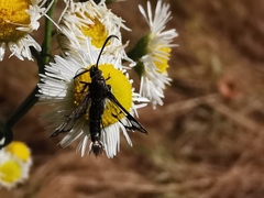 Pyropteron