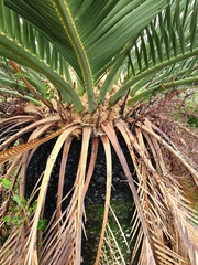 Macrozamia fraseri