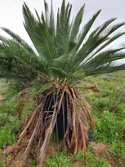 Macrozamia fraseri