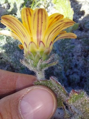 Arctotis breviscapa