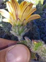 Arctotis breviscapa