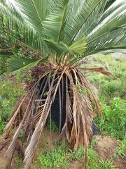 Macrozamia fraseri