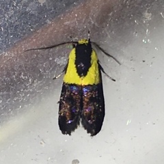 Rectiostoma xanthobasis