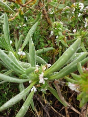 Scaevola canescens