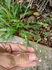 Paspalum fimbriatum