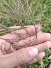 Dichanthium annulatum annulatum