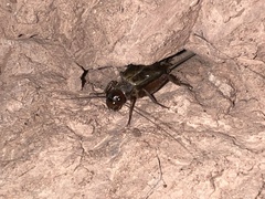 Gryllus navajo