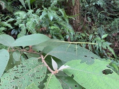 Phasmida