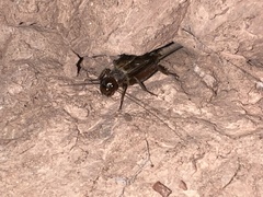 Gryllus navajo