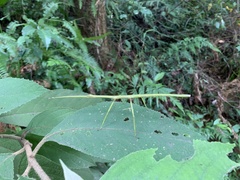 Phasmida