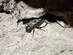 Gryllus navajo