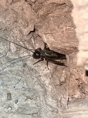 Gryllus navajo