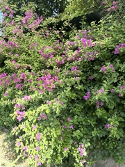 Bougainvillea glabra