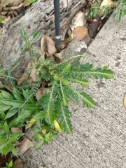 Phyllanthus leucanthus