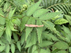 Sinomantis