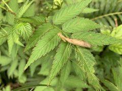 Sinomantis